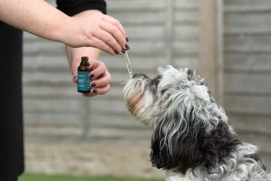 Chiens souffrant d'arthrite et de problèmes de mobilité