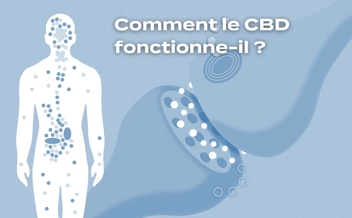 Comment le CBD fonctionne t-il ?