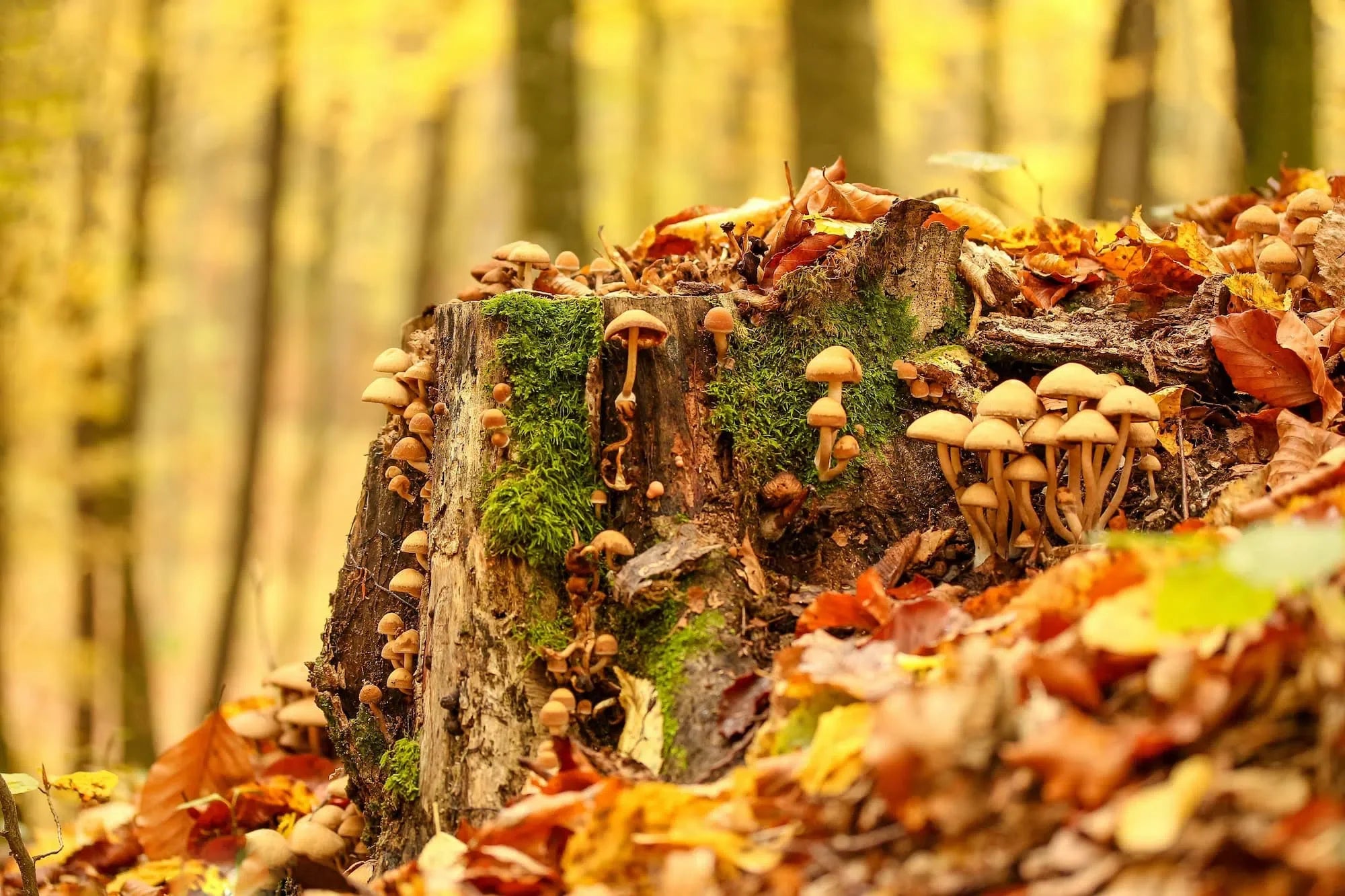 7 champignons à découvrir