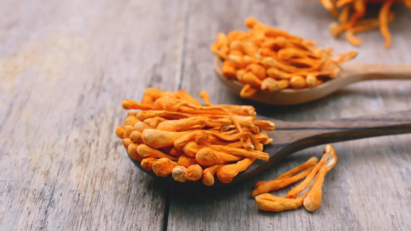 Bienfaits, Dosage et Effets Secondaires du Cordyceps