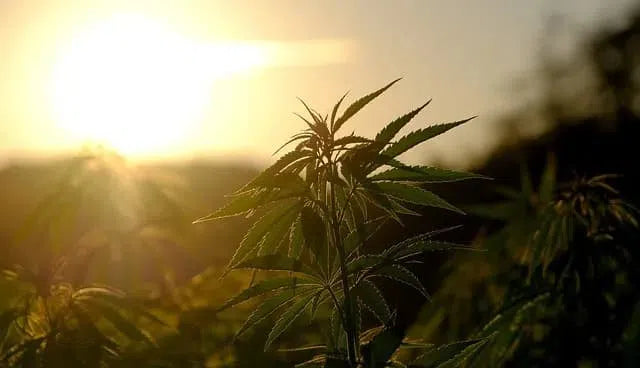 Qu'est ce que le THC ?