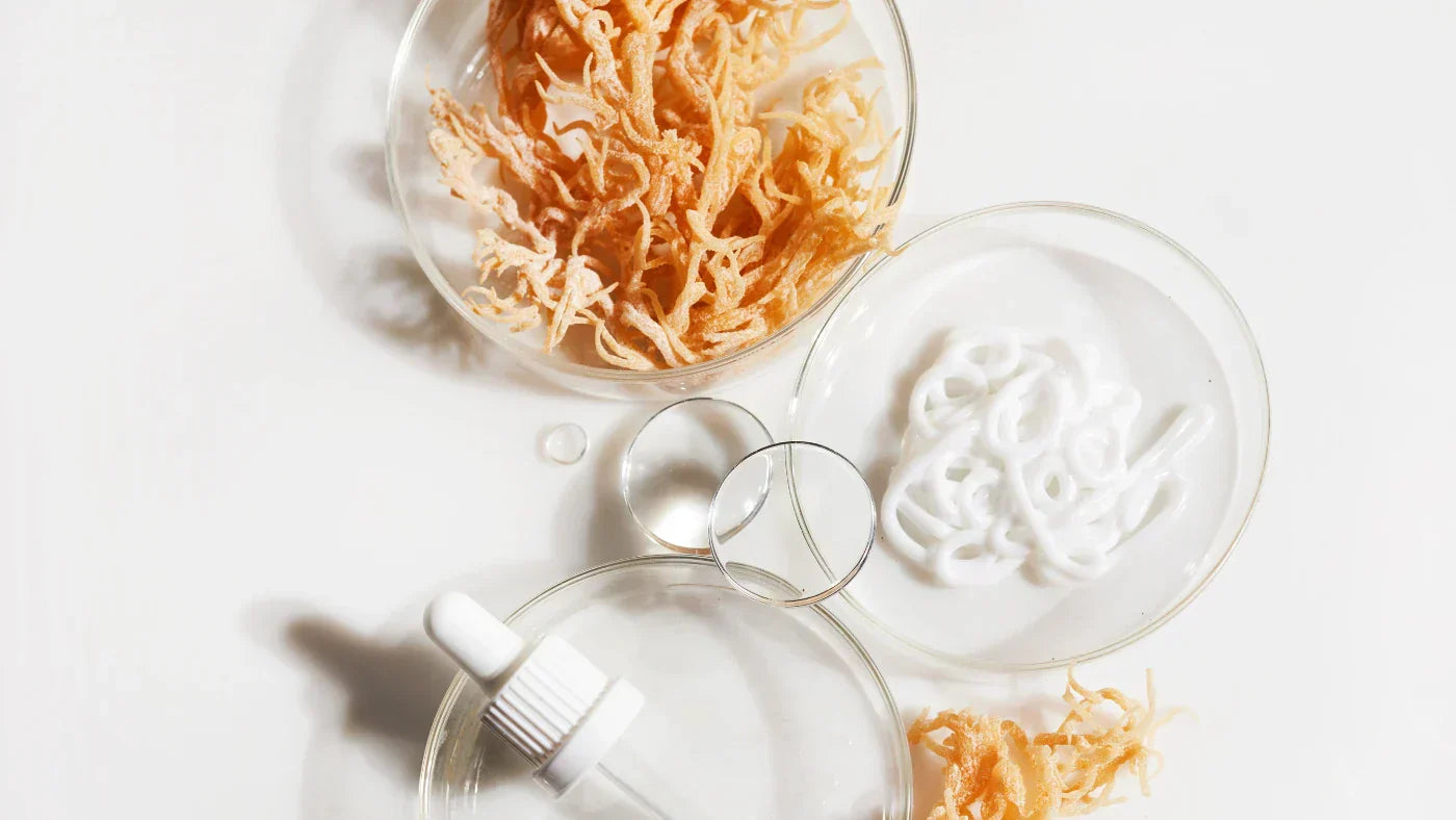 Les bienfaits de la mousse de mer : 10 bonnes raisons de l’adopter