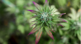 Quelle est la différence entre le haschisch CBD et les fleurs de CBD ?