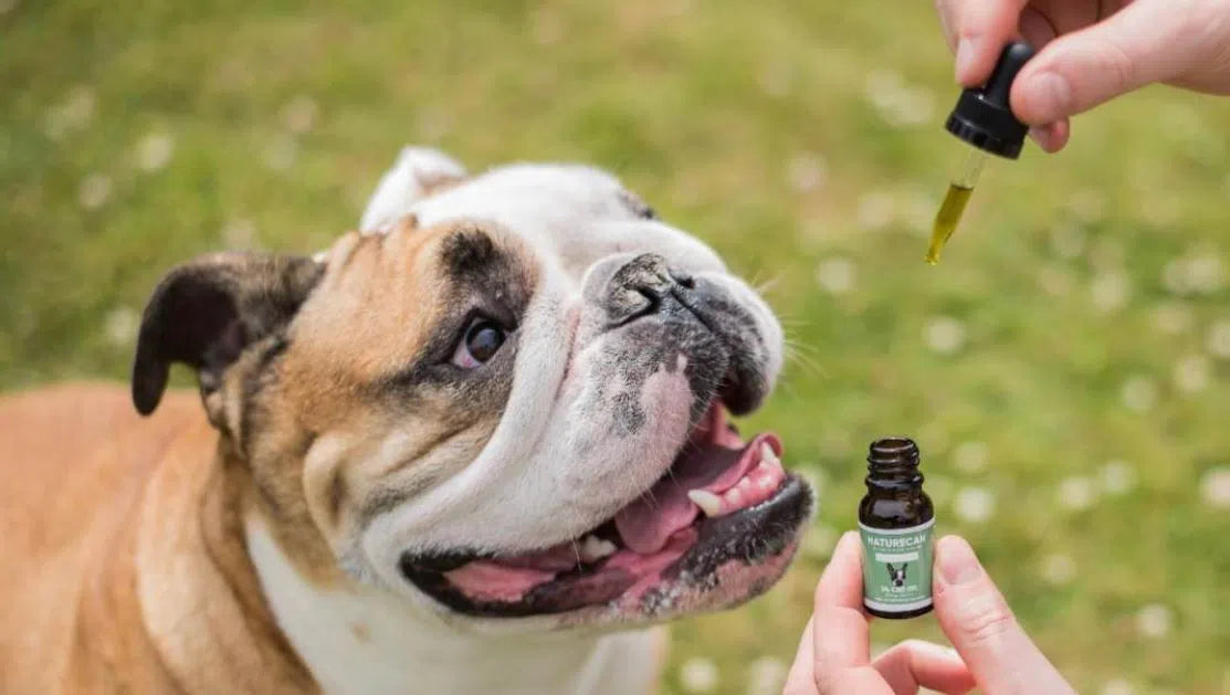 Le CBD pour chien - Qu'est-ce que c'est et comment ça marche ?