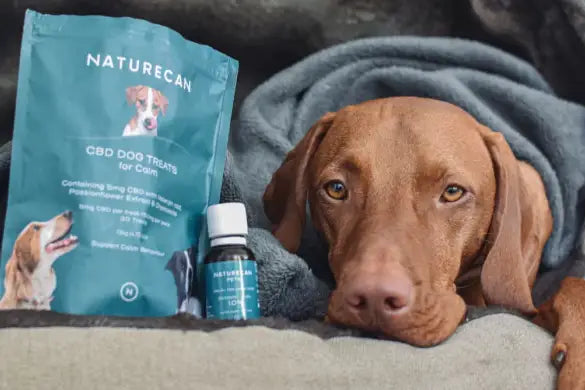 Les chiens et les feux d'artifice │8 conseils pour garder votre chien calme