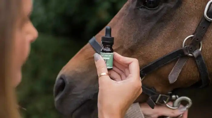 Le CBD pour les chevaux : Est-ce sans danger ? Avantages et dosages