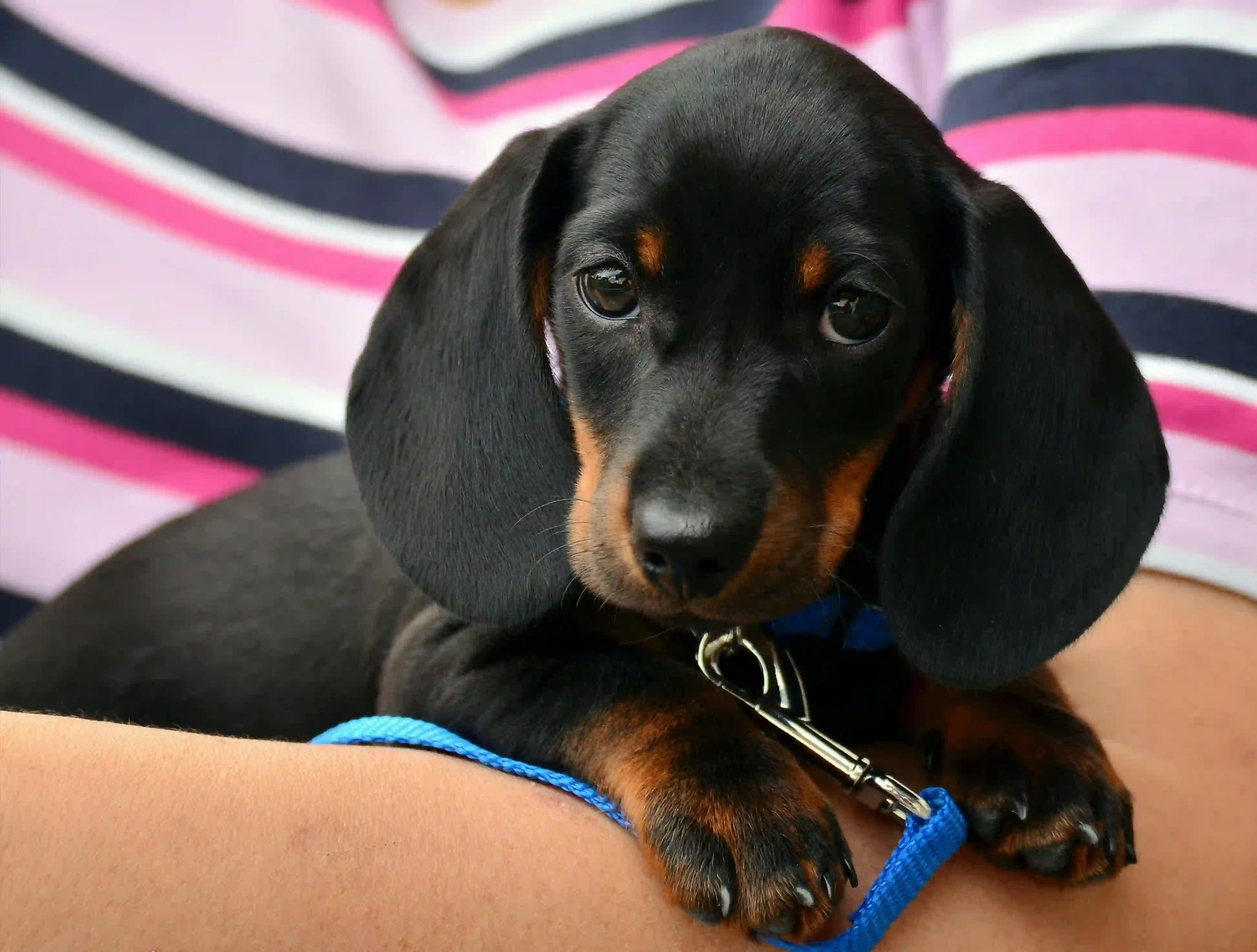 5 signes de hernie discale chez les chiens : Que faire ?