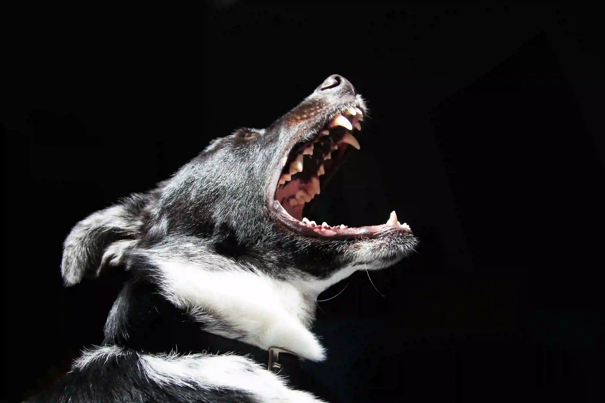Aboiements de chien : 5 conseils pour faire cesser les aboiements de chien en quelques secondes