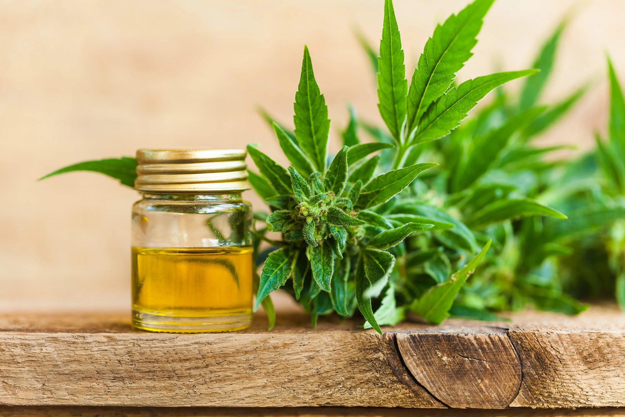 Comment fabrique-t-on l'huile de CBD ? Le processus d'extraction expliqué