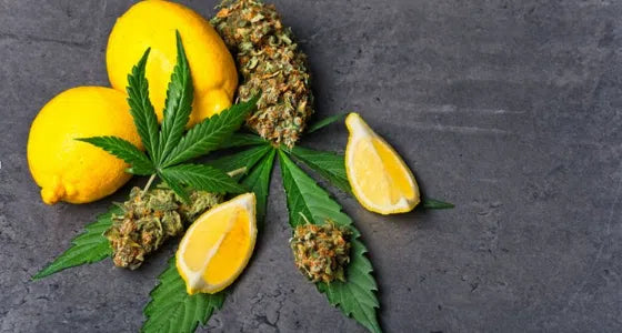 QUE SONT LES TERPÈNES ?