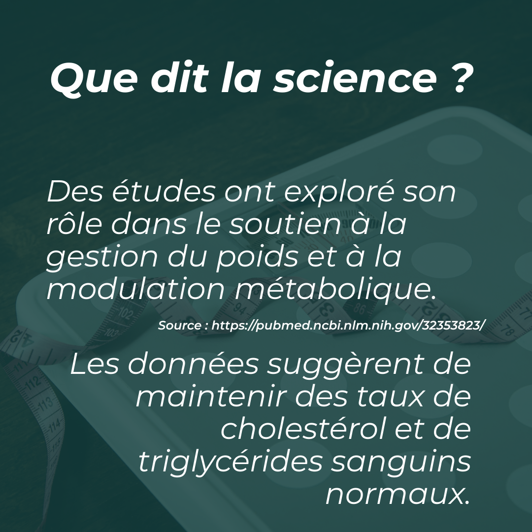 Berbérine cholestérol