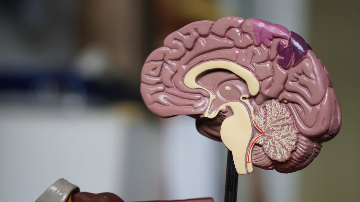 La science derrière le CBD et son impact sur les fonctions cérébrales