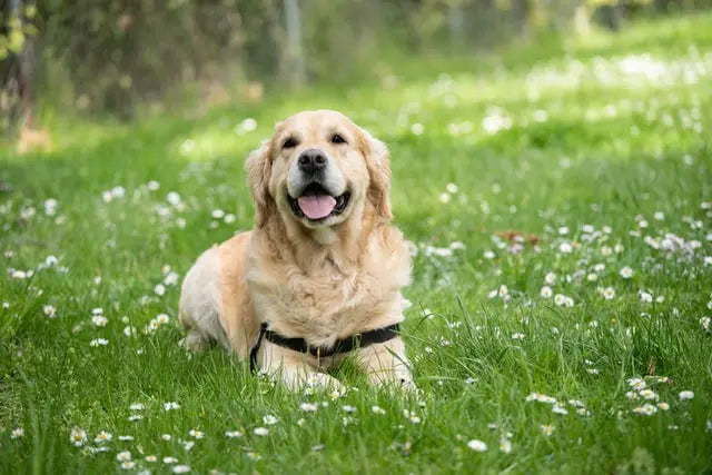 Isolat de CBD et de CBDA pour les animaux de compagnie : Quels sont les avantages ?