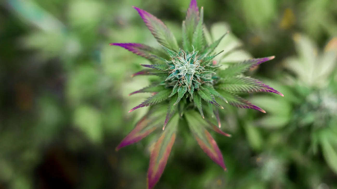 Quelle est la différence entre le haschisch CBD et les fleurs de CBD ?