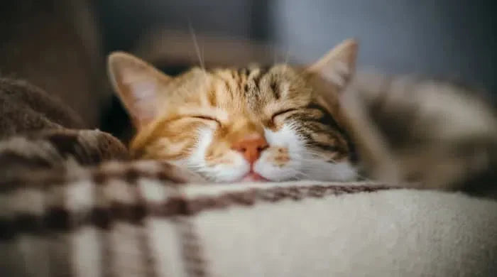 CBD pour chat : tout ce que vous devez savoir