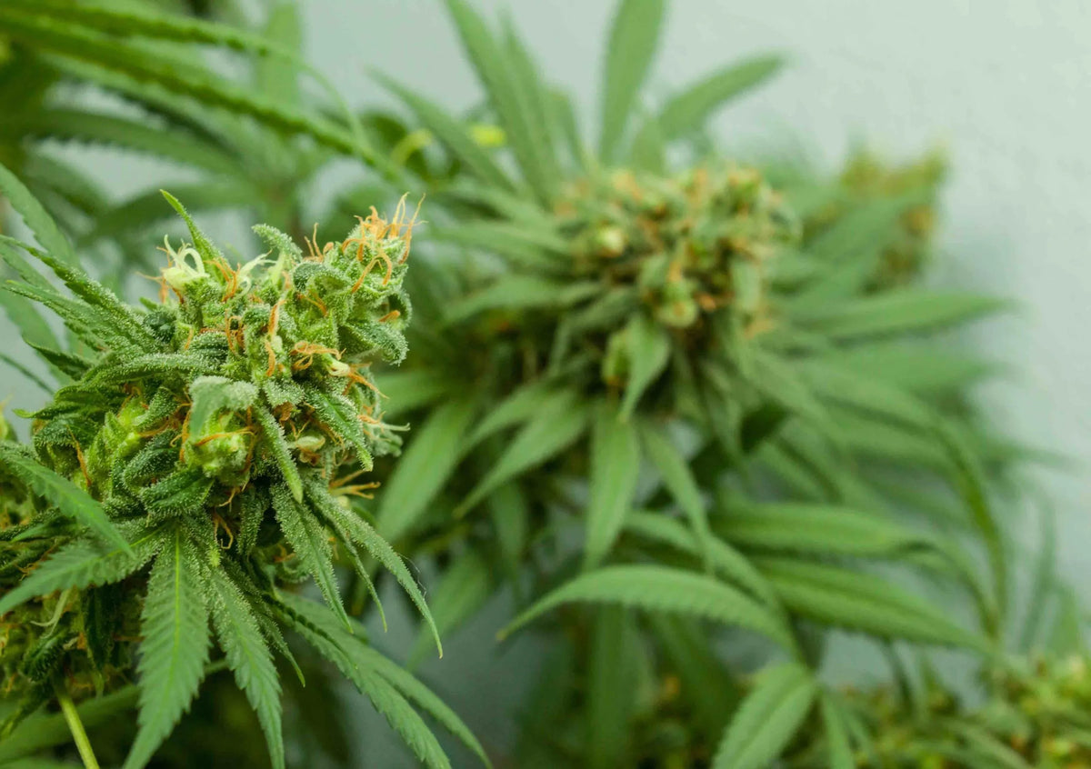 CBD synthétique et CBD naturel : Quelle est la différence ?