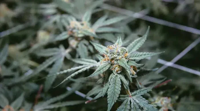 CBD et cannabis médical : quelles sont les différences ?
