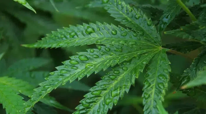 Qu'est-ce que le chanvre ? Différence entre chanvre, marijuana et CBD 