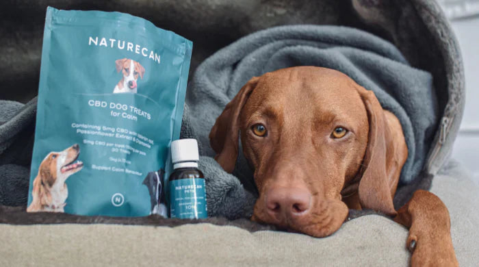 Les chiens et les feux d'artifice │ 8 conseils pour garder votre chien calme
