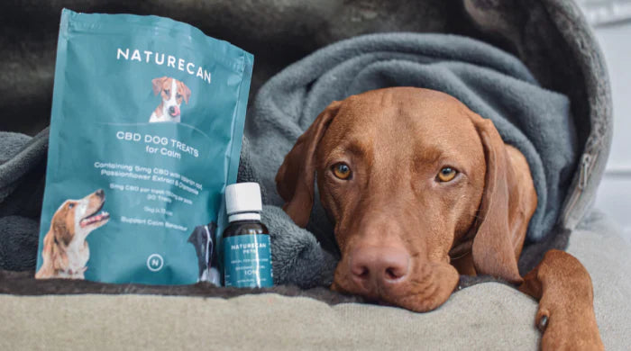 Les chiens et les feux d'artifice │ 8 conseils pour garder votre chien calme