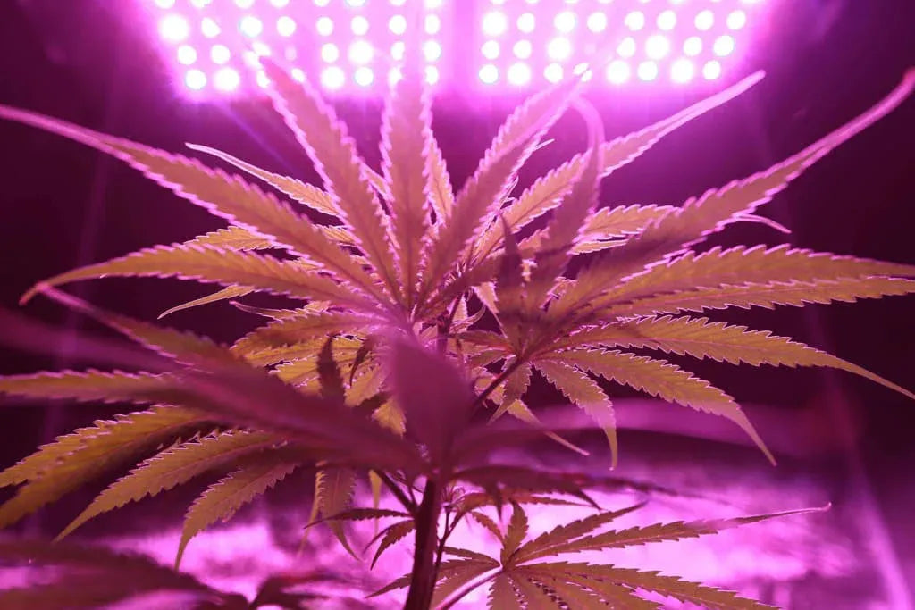 Détox au THC : éliminer le cannabis de votre organisme en toute sécurité