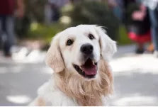 6 signes de stress chez le chien : comment les reconnaître et comment y remédier