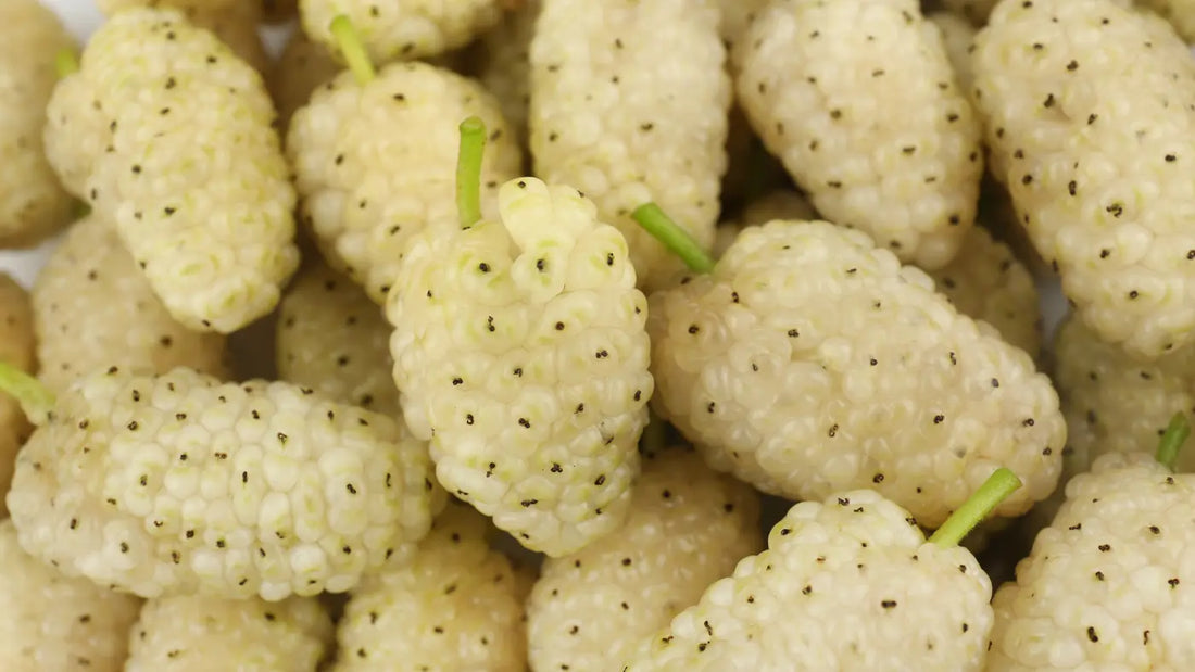 5 Les bienfaits du mûrier blanc - Que dit la science ?