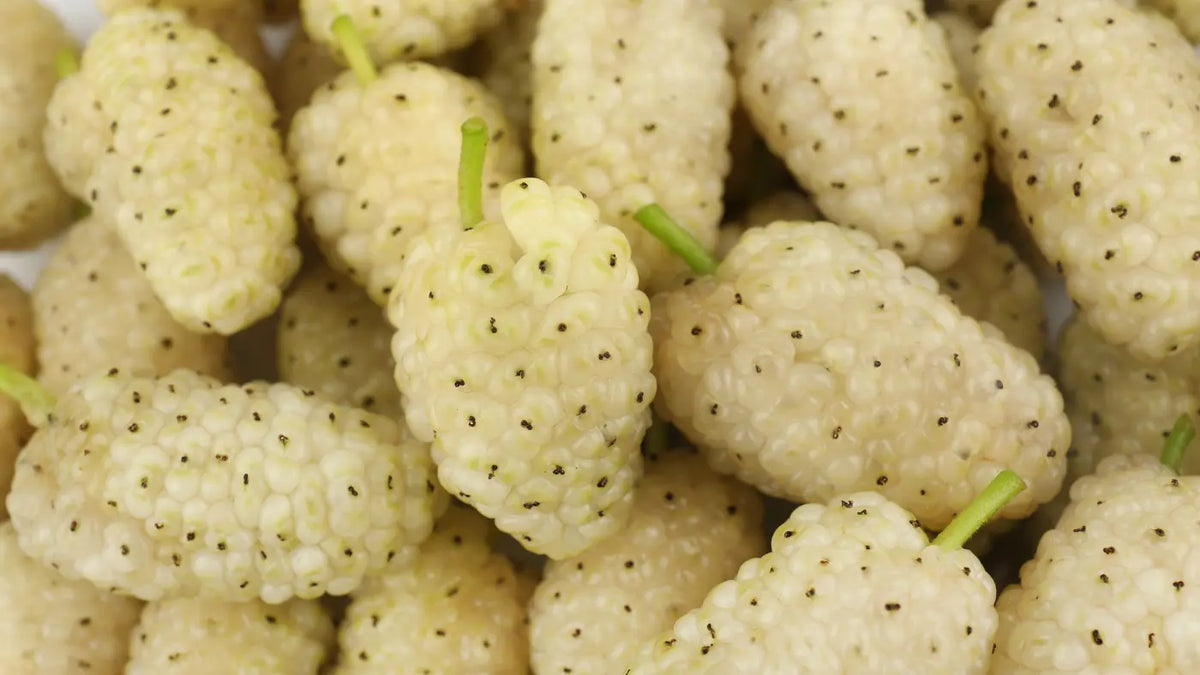 5 Les bienfaits du mûrier blanc - Que dit la science ?