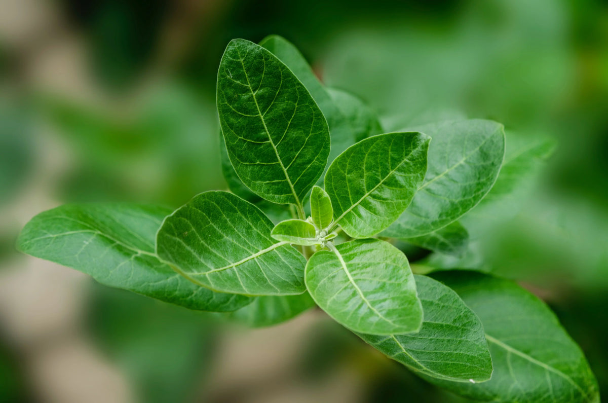 Deux compléments alimentaires à base d'ashwagandha expliqués