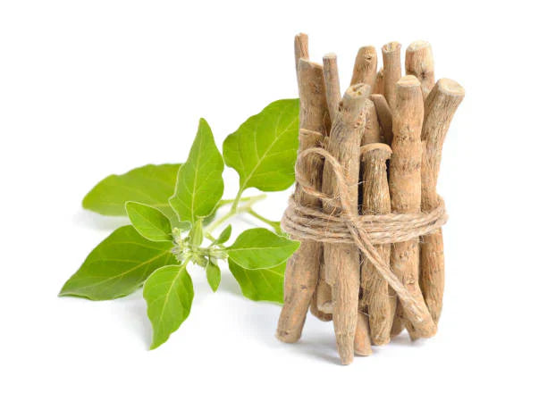Ashwagandha vs Rhodiola : laquelle est la meilleure pour vous ?
