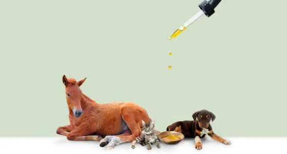 CBD pour animaux : tout ce qu'il faut savoir
