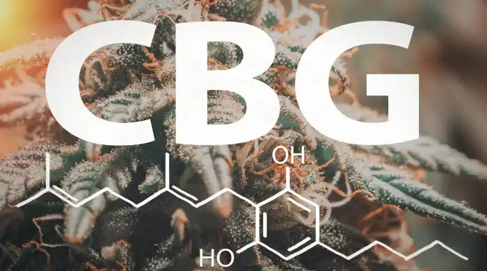 CBG Bonbons vs CBG Huile - quelle est la différence ?