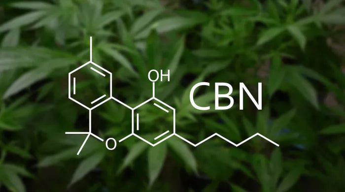 Qu'est-ce que le CBN ? L'effet d'entourage avec le CBD, le CBN et le CBG