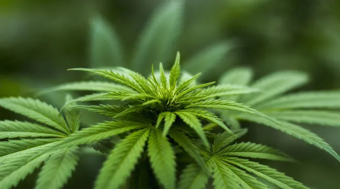 Qu'est-ce que la décarboxylation et pourquoi est-elle nécessaire pour le CBD ?