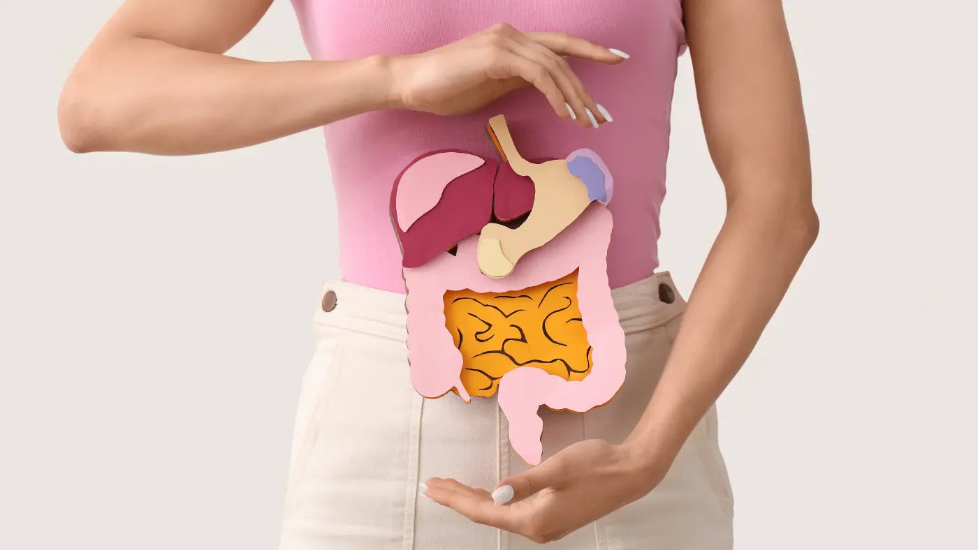 Enzymes digestives : Ce qu'elles sont et ce qu'elles font