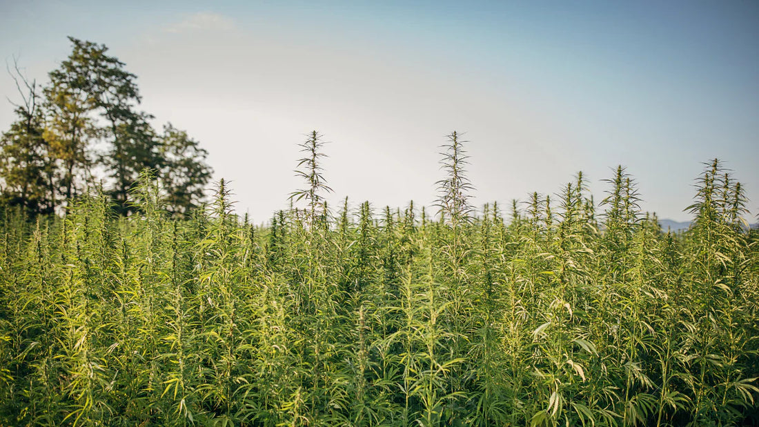 Quels sont les avantages de l'huile de CBD issue de chanvre biologique ?