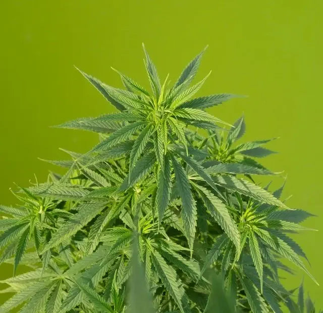 Que sont les cannabinoïdes ? Et comment fonctionnent-ils ?