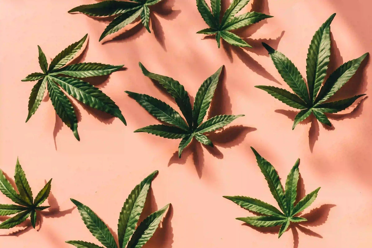 Quelle est l'odeur du cannabis ?