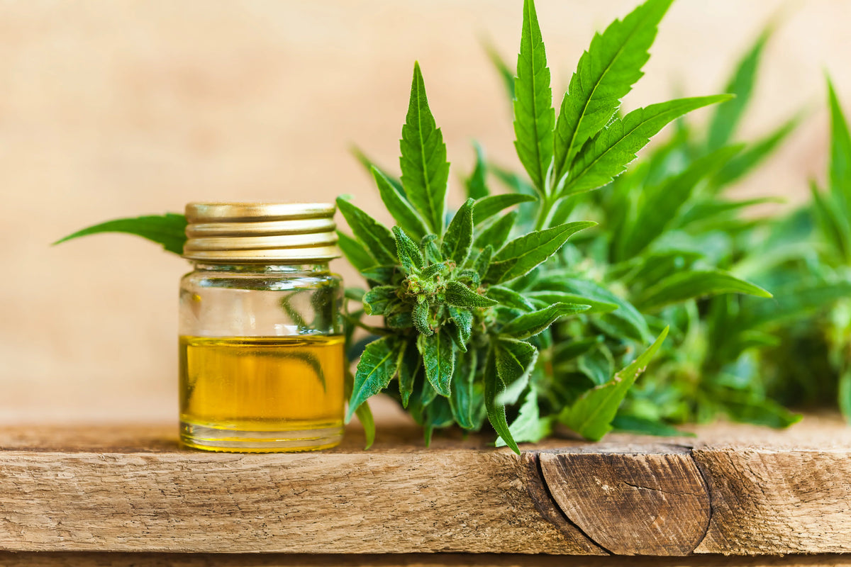 Comment fabrique-t-on l'huile de CBD ? Le processus d'extraction expliqué