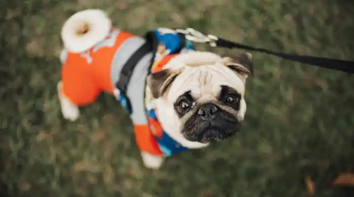 Pourquoi mon chien tremble-t-il ? Causes fréquentes et solutions