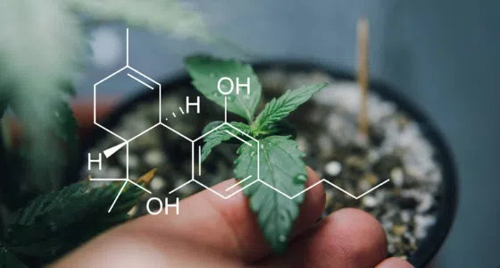 QU'EST-CE QUE LE SYSTÈME ENDOCANNABINOÏDE ?