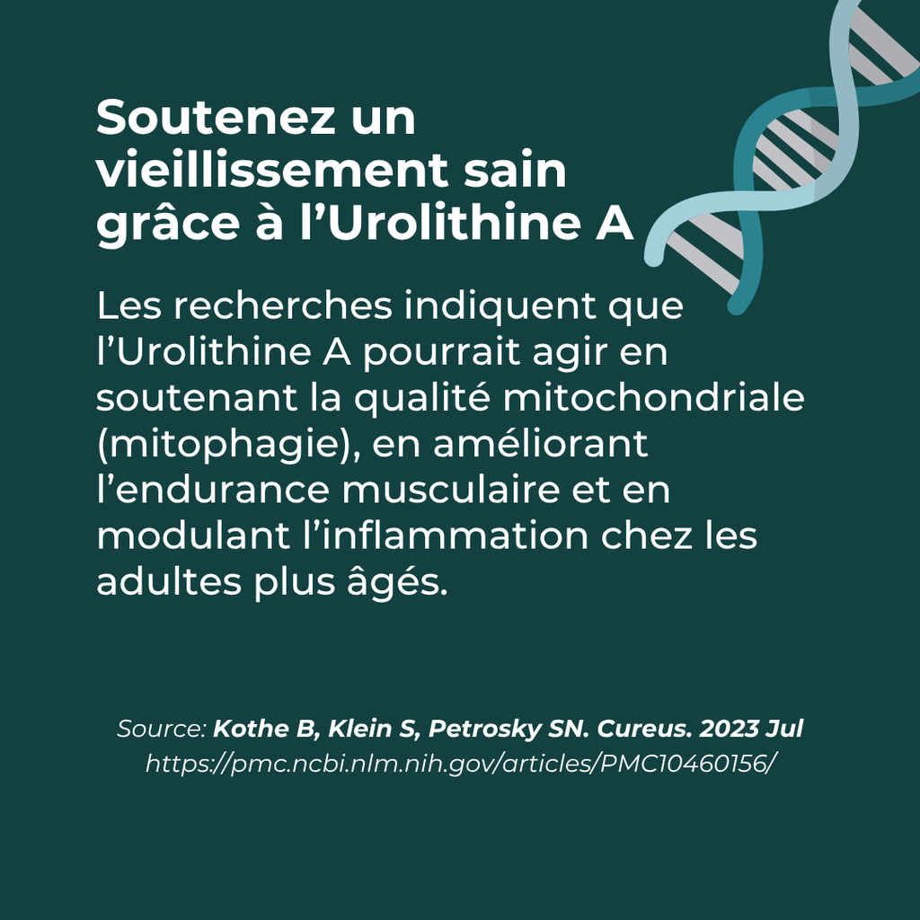 Urolithine A viellissement