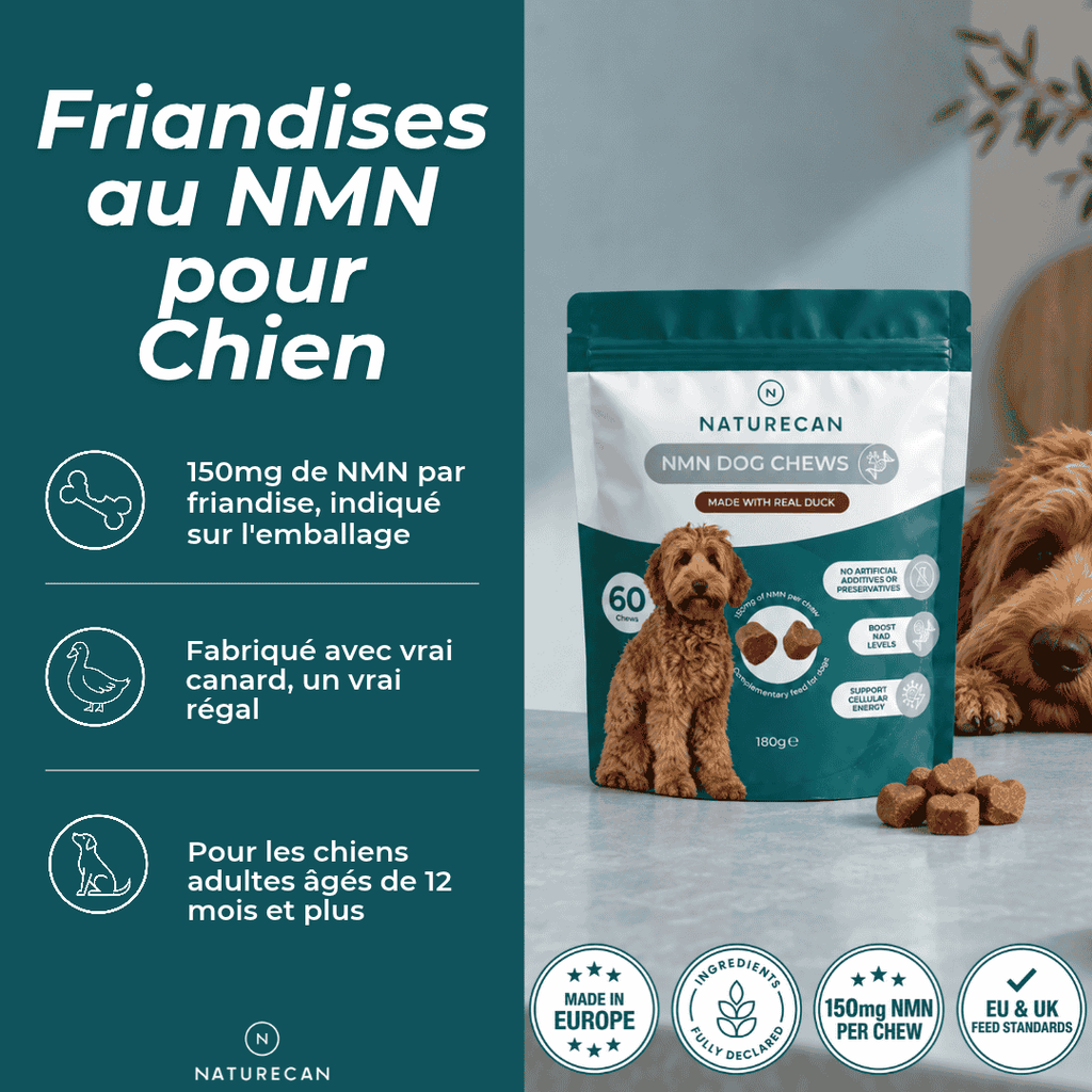 Friandises au NMN pour Chien