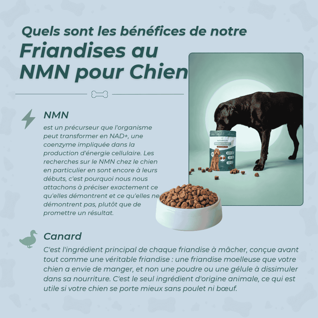 Friandises au NMN pour Chien