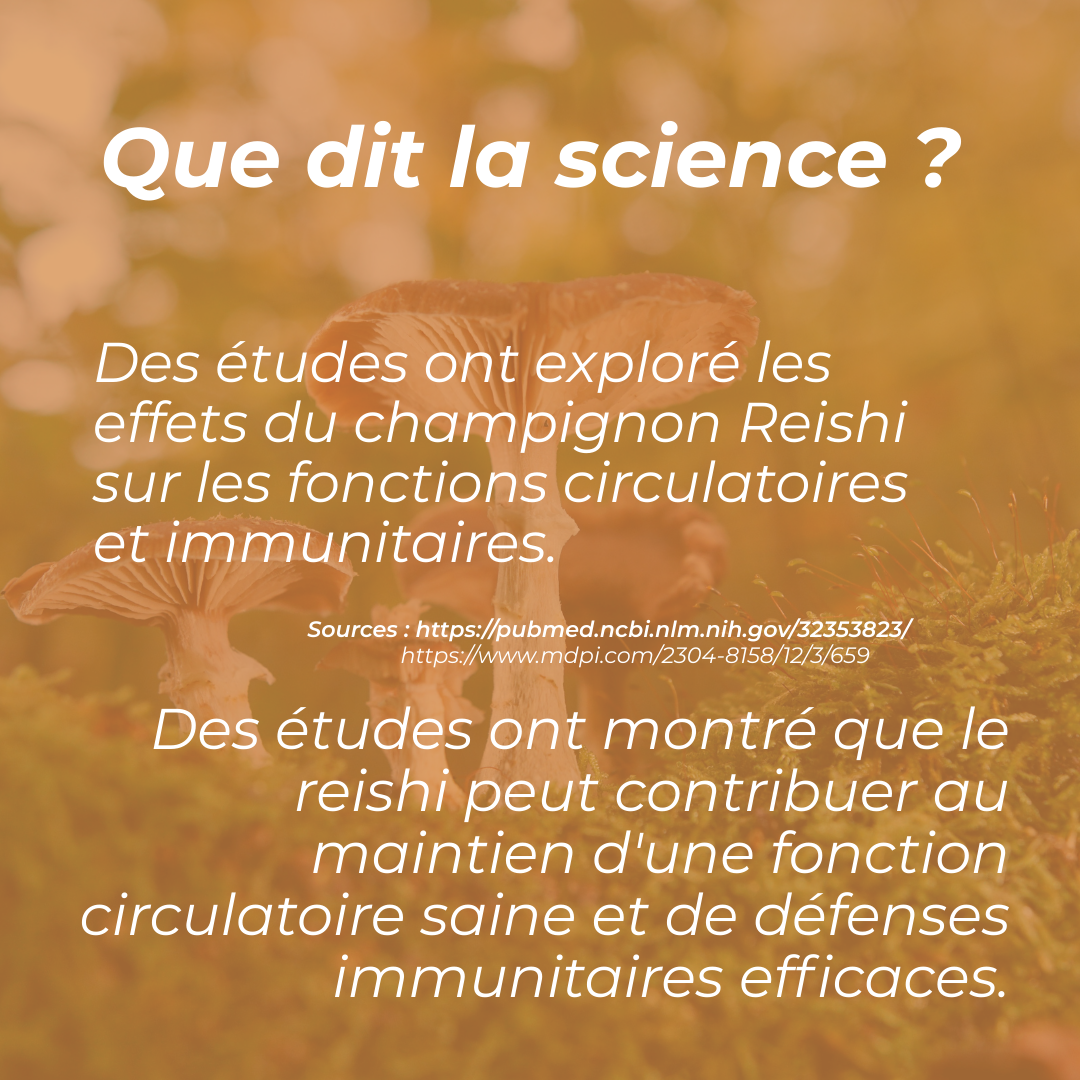 Qu'est-ce que le champignon reishi ?