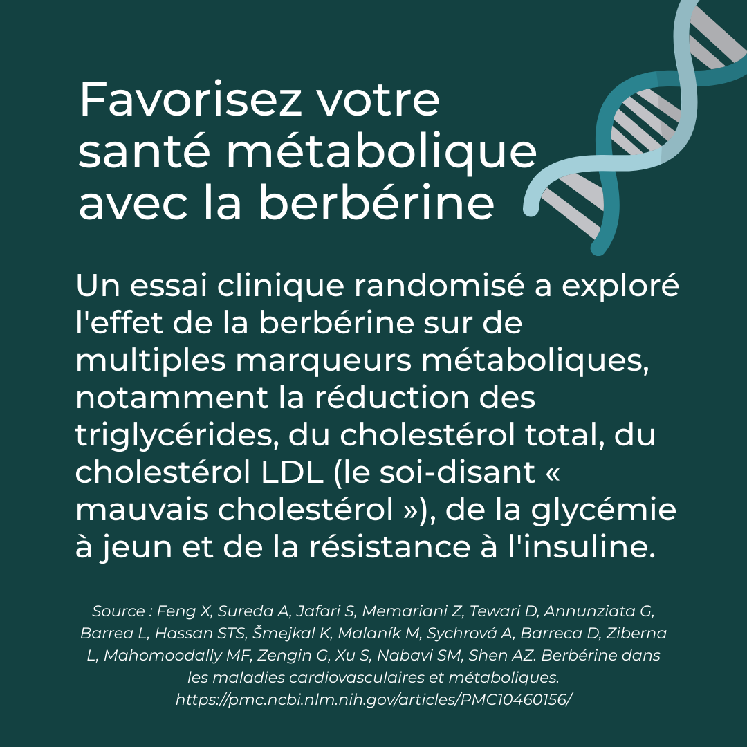 Berbérine santé métabolique