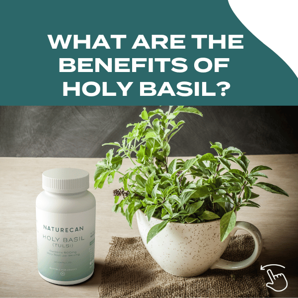 holy basil benefits