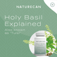 what is holy basil